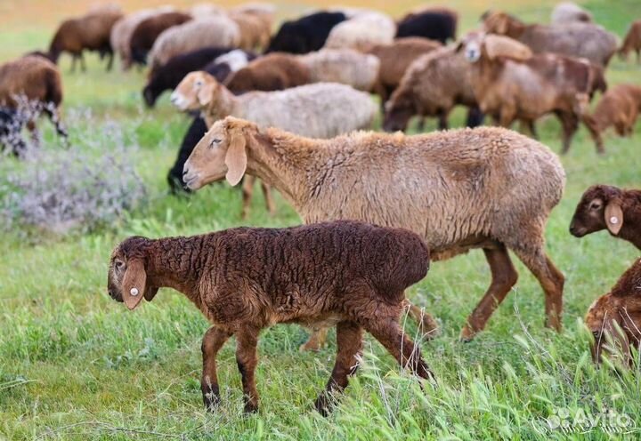Бараны и овцы