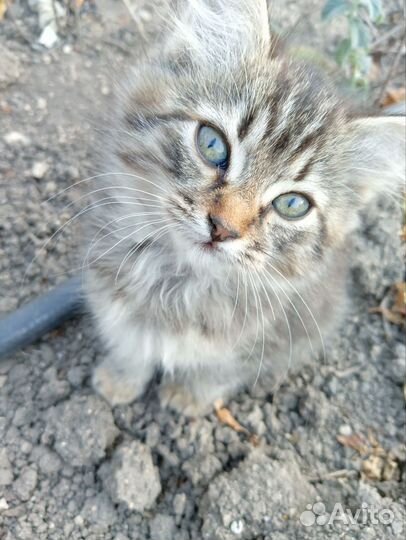 Котята в добрые