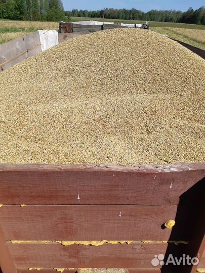 Зерно ячмень