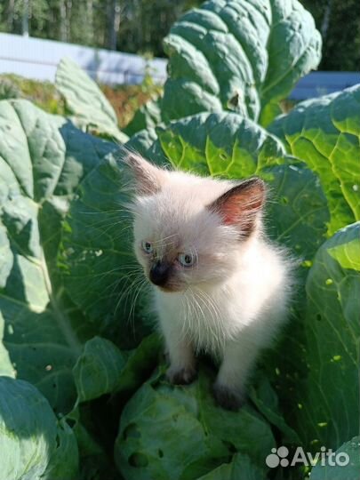 Ищем дом для котенка