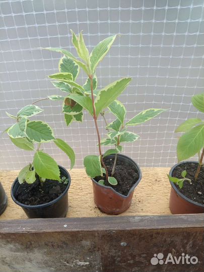 Черенки гортензии