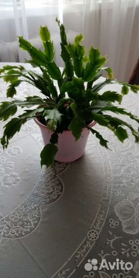 Декабристы сортовые