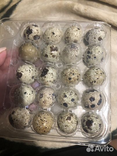 Яйцо перепелинное