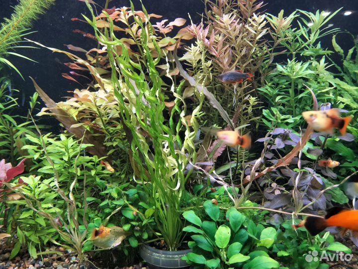 Продам аквариумные растения из своего аквариума