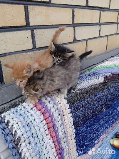 Кошка в дар