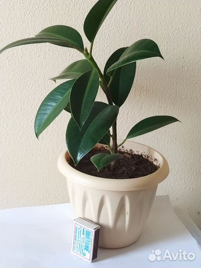 Фикус каучуконосный в горшке