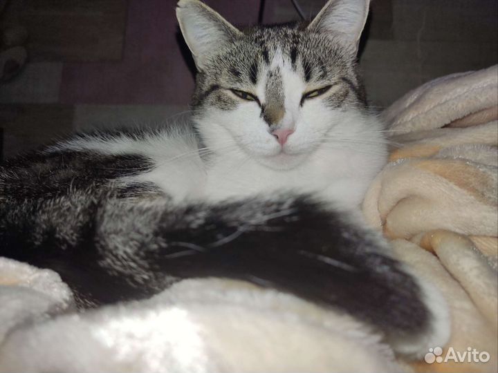 Кошка