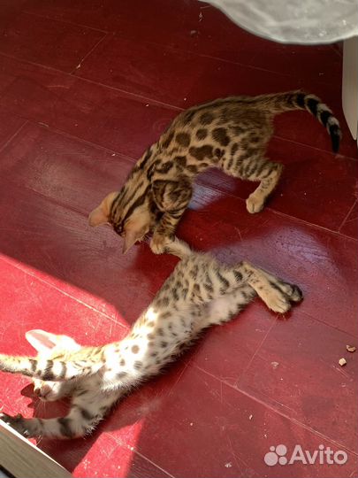 Бенгальские котята