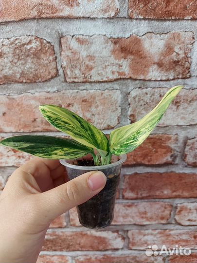 Филодендрон кобра