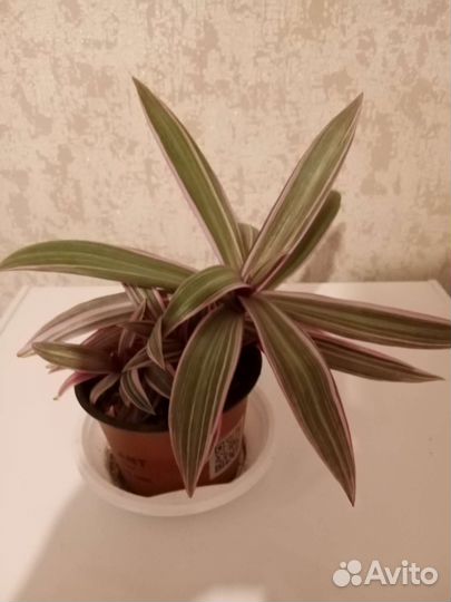 Традесканция рэо