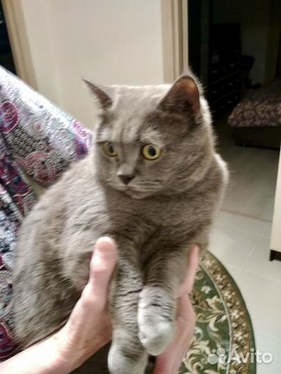 Кот британец в добрые руки