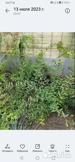 Спирея серая грефшейм