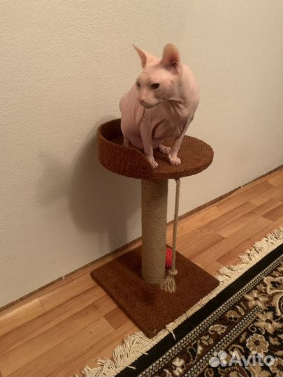 Передержка