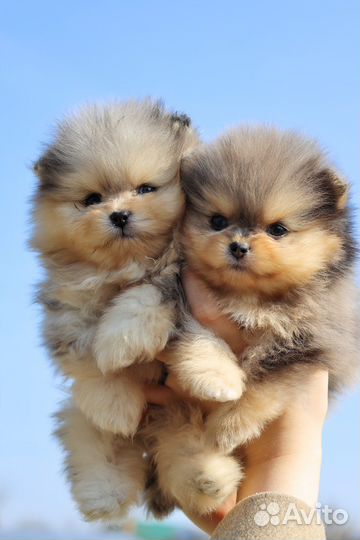 Малыши Померанского шпица в редком окрасе