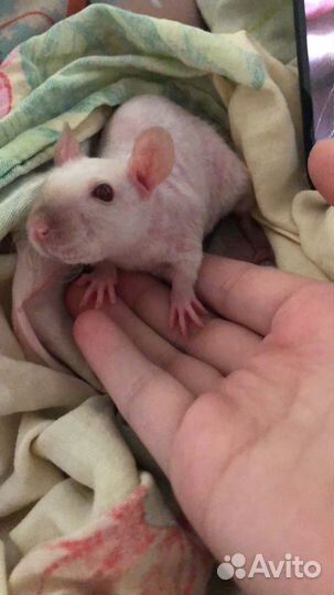 Крыса Дамбо