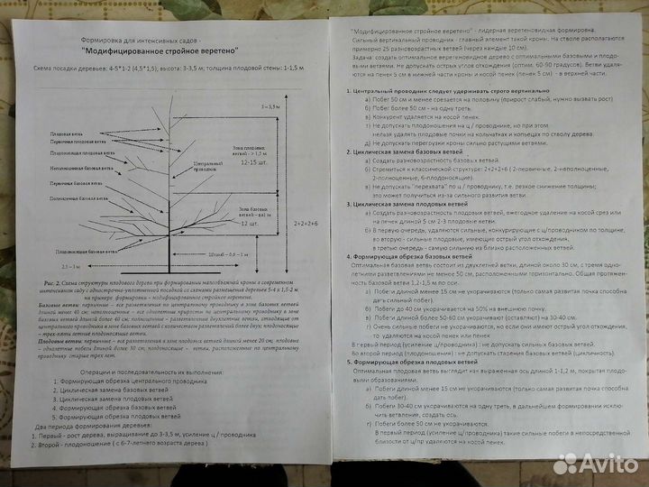 Саженцы яблони