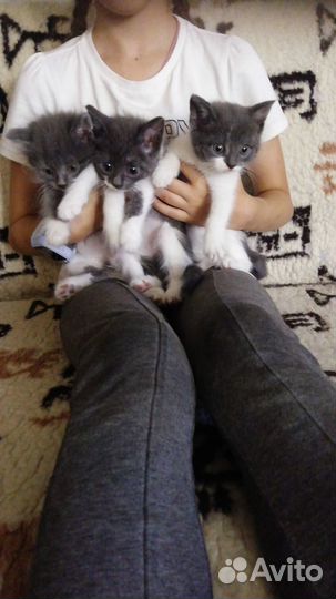 Отдам котят