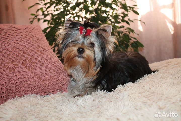 Йоркширский терьер