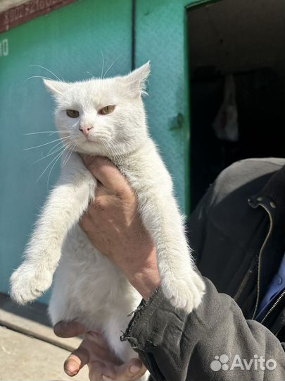 Классный молодой кот в добрые руки