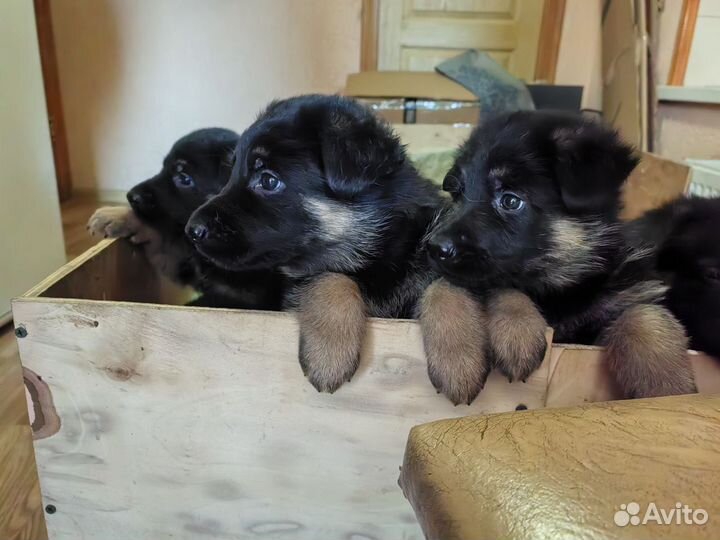 Готовятся к продаже щенки немецкой овчарки