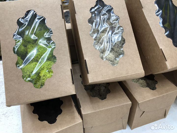 Стабилизированный мох