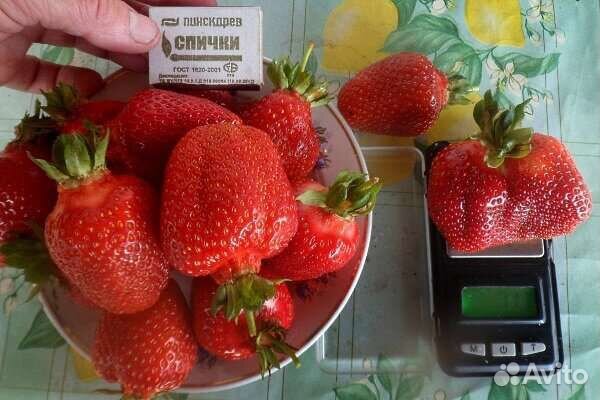 Рассада клубники Азия Горномари