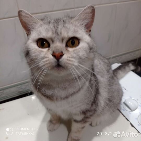 Вязка кошек бесплатно