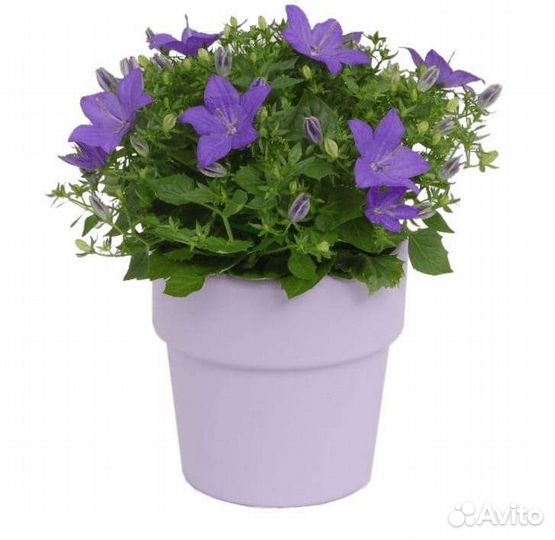 Кампанула колокольчик (жених)