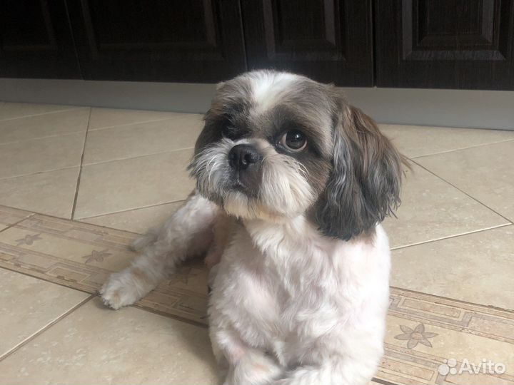 Ши-тцу вязка