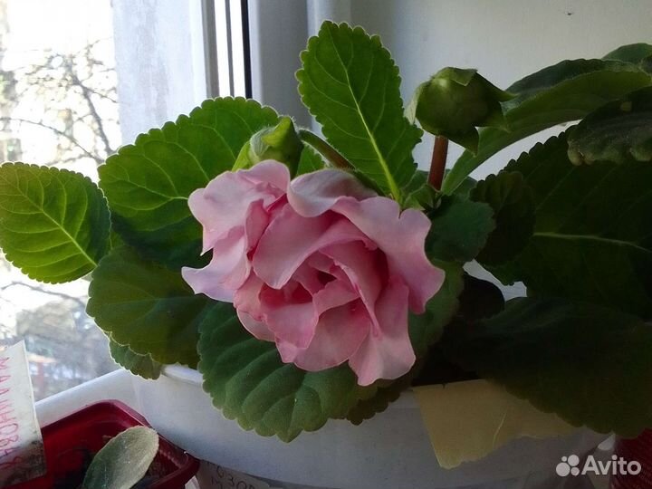 Глоксинии цветущие