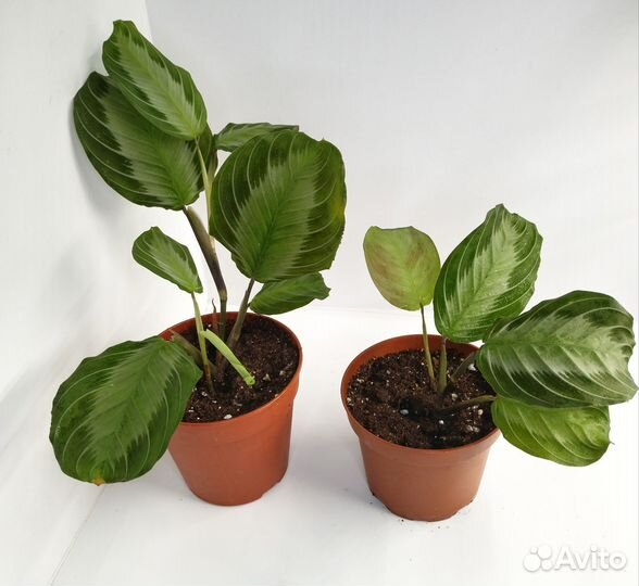 Маранта сильвер бэнд