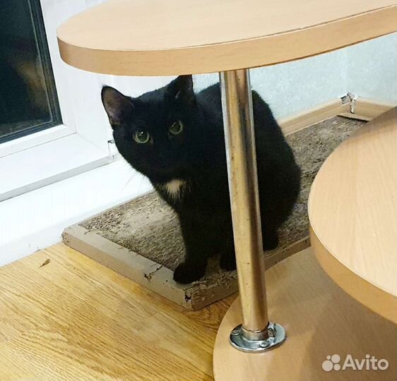 Кошечка-подросток, спасенная из шахты лифта