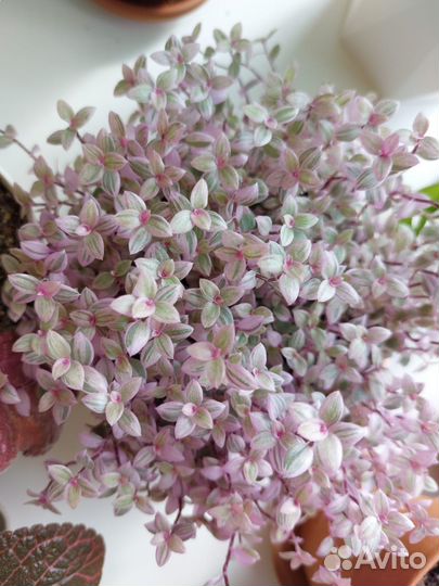 Каллизия Pink Panther