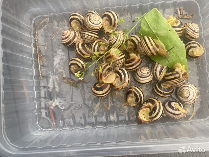 Улитки речные
