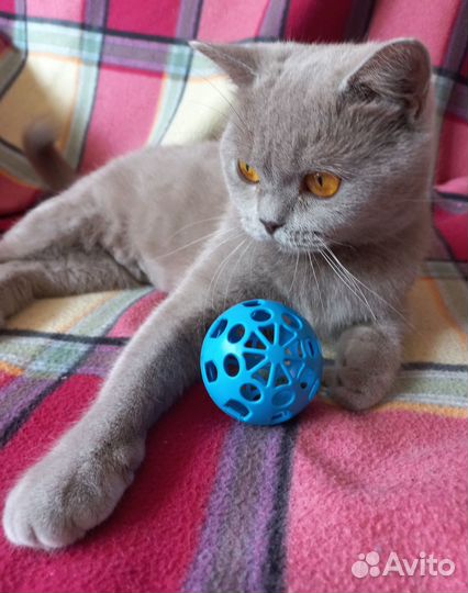 Кошечка стерилизованная