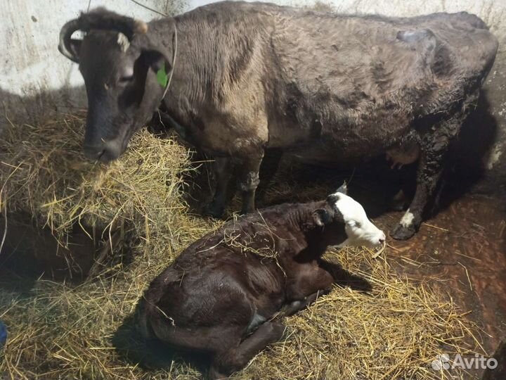 Корова с теленком