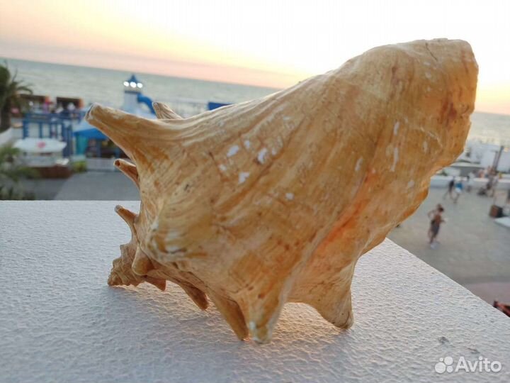 Ракушка морская большая