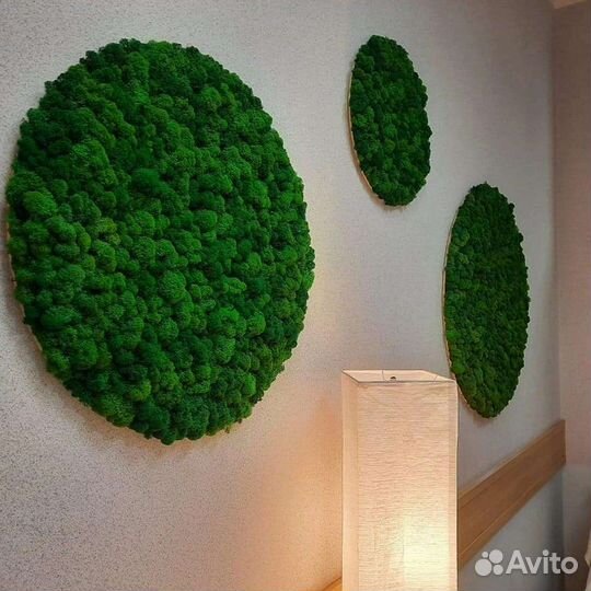 Стабилизированный мох