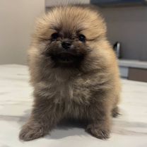 Померанский шпиц, щенок