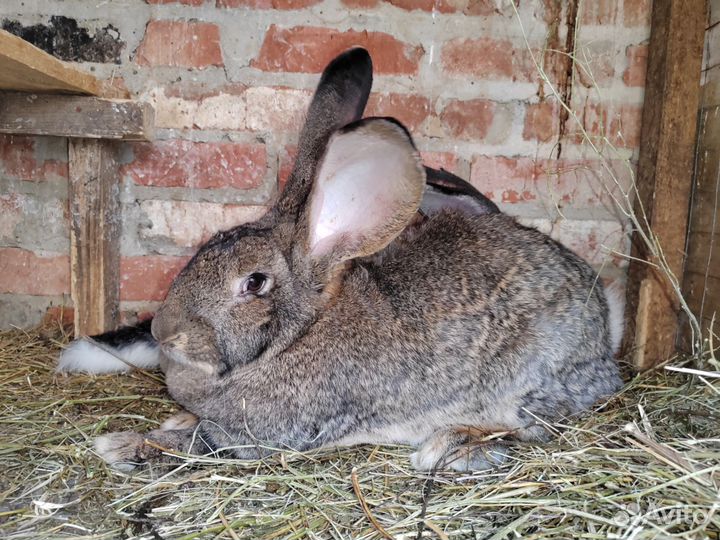 Кролики Немецкий ризен