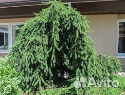 Ель Плакучая, разные сорта, саженцы