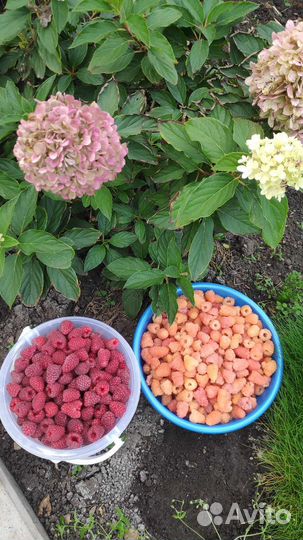 Малина ягоды,саженцы ремонтантной малины