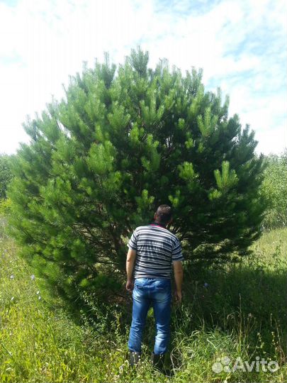 Продажа саженцев: Сосна,Ель,Липа,Туя и др