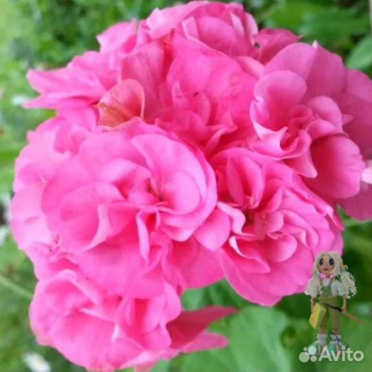 Пеларгонии сортовые