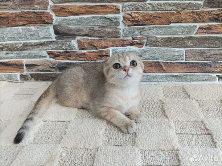 Шотландская девочка