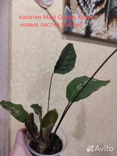 Комнатные растения цветы