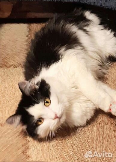 Феликс ищет любящих хозяев