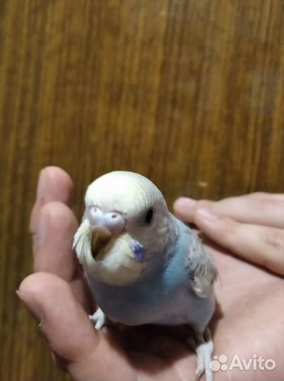 Волнистые попугаи