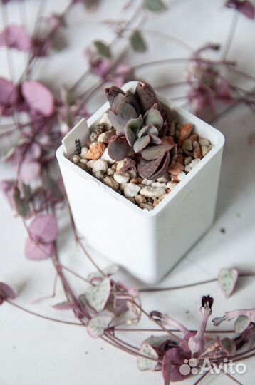 Суккуленты-5 эхеверии, граптоверии, граптоседум