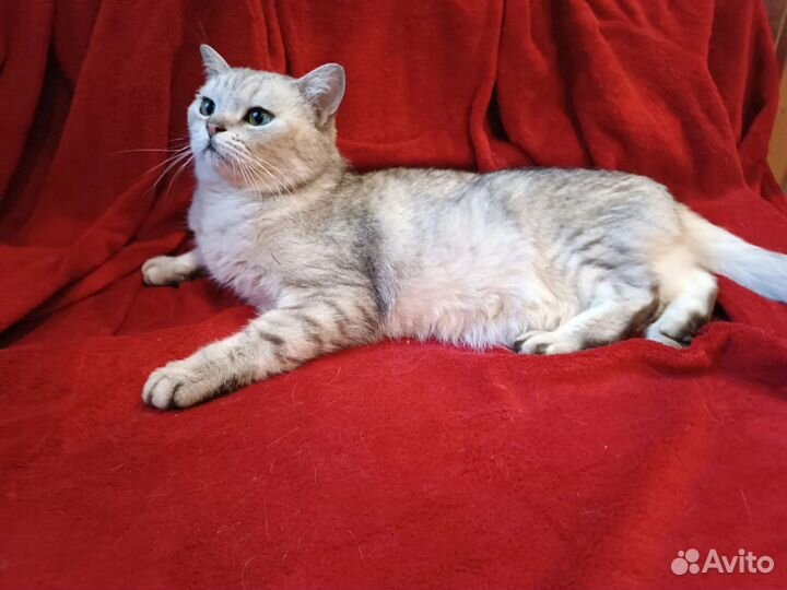 Кот